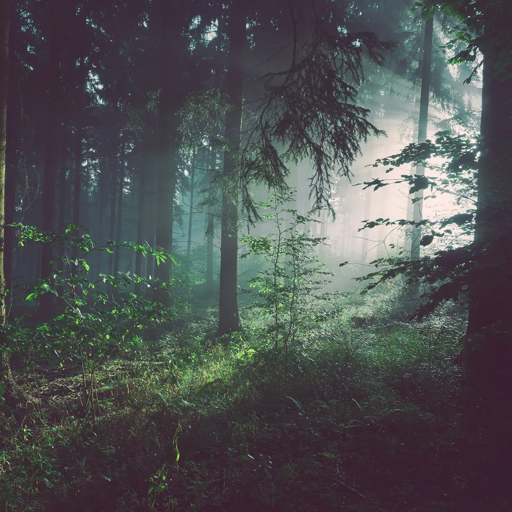 Sun shining through the trees in a wooded area.